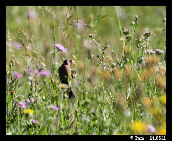 Chardonneret élégant  - Patricia Marmeys Fatton