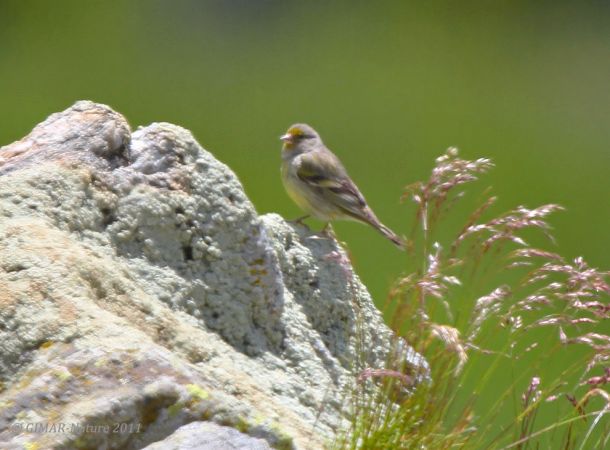 Venturon montagnard  - Gianni Marcolli