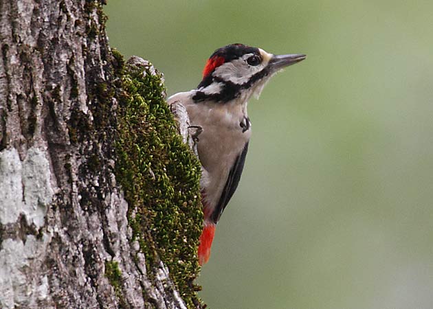 Pic épeiche  - Kaspar Mettler