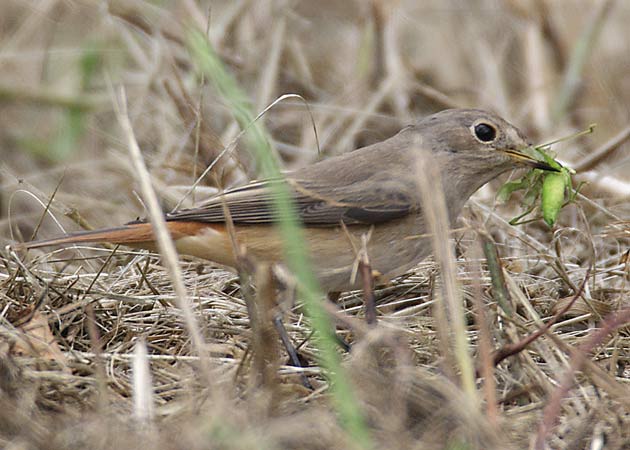 Rougequeue à front blanc  - Kaspar Mettler