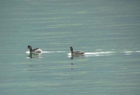 Grèbe à cou noir  - Steven Lampert