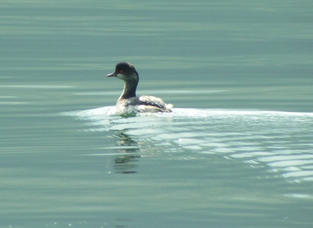 Grèbe à cou noir  - Steven Lampert