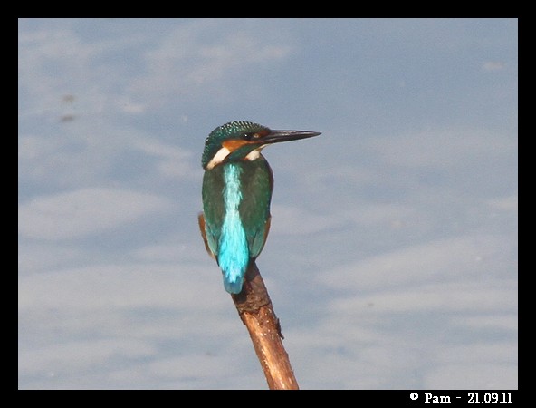 Martin-pêcheur d'Europe  - Patricia Marmeys Fatton