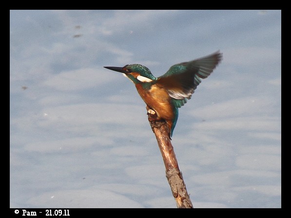 Martin-pêcheur d'Europe  - Patricia Marmeys Fatton