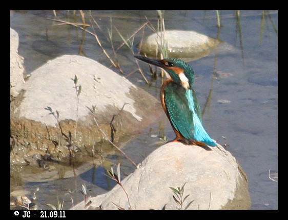 Martin-pêcheur d'Europe  - Patricia Marmeys Fatton