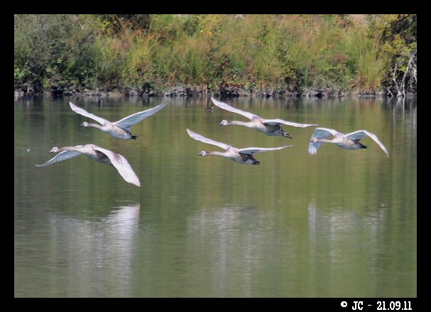 Cygne tuberculé  - Patricia Marmeys Fatton