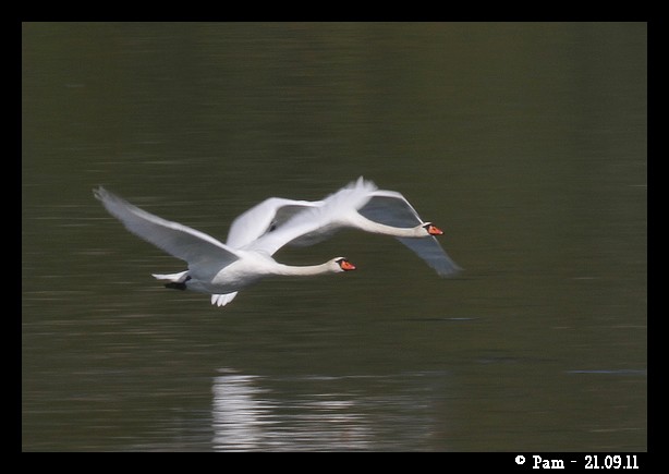 Cygne tuberculé  - Patricia Marmeys Fatton