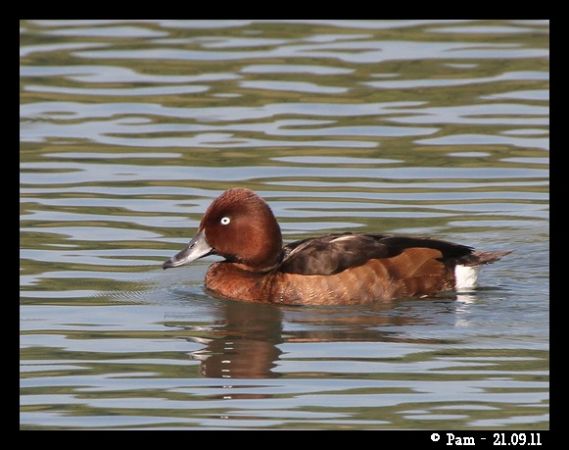 Fuligule nyroca  - Patricia Marmeys Fatton