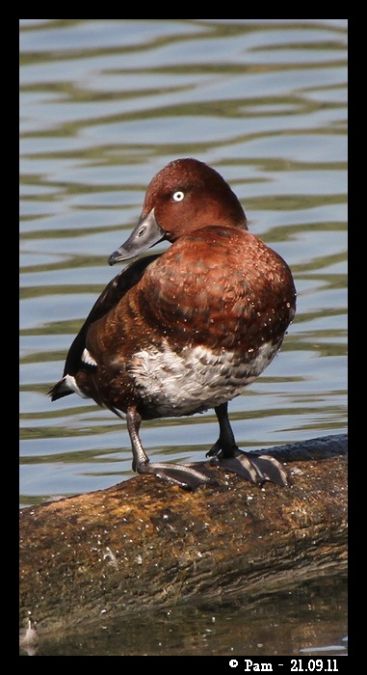 Fuligule nyroca  - Patricia Marmeys Fatton