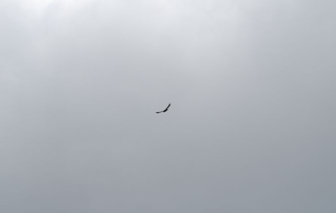 Aigle royal  - Sarah Burg