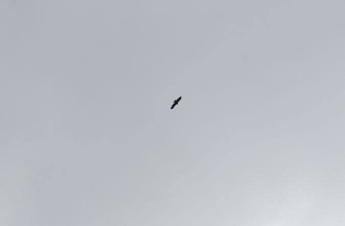 Aigle royal  - Sarah Burg