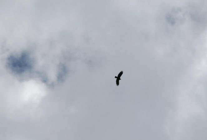 Aigle royal  - Sarah Burg