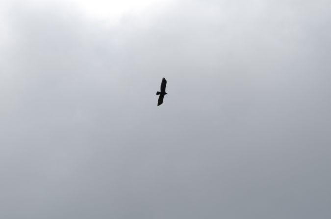 Aigle royal  - Sarah Burg