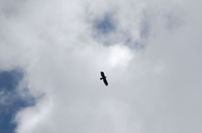 Aigle royal  - Sarah Burg