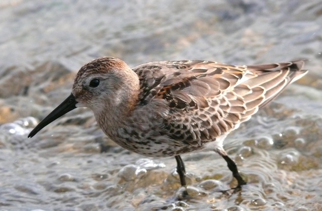 Bécasseau variable  - Alexandre Meisser