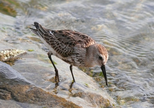 Bécasseau variable  - Alexandre Meisser