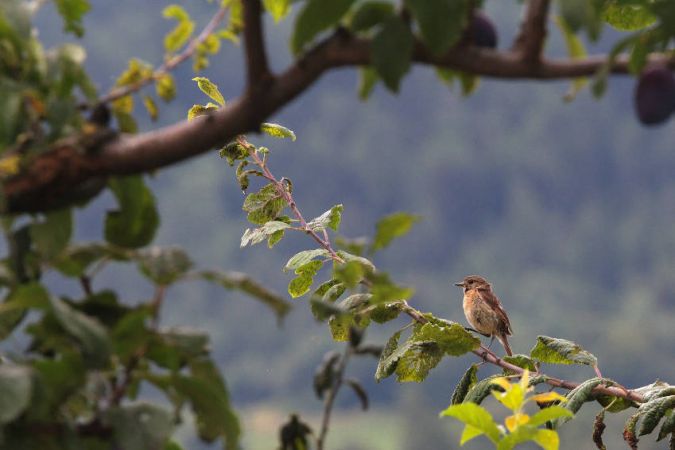 Tarier pâtre  - Pierre-Yves Chesaux
