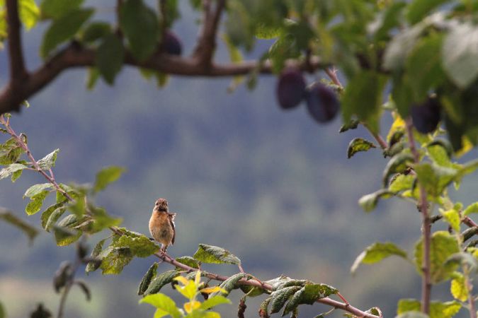 Tarier pâtre  - Pierre-Yves Chesaux