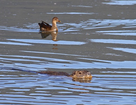 Gallinule poule-d'eau  - Jean-Michel Feinen