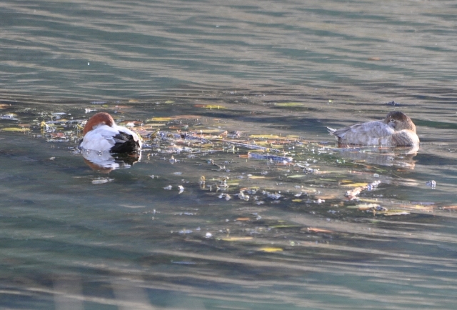 Fuligule milouin  - Astrid Oehl