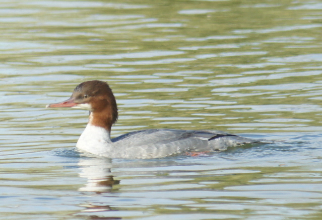 Harle bièvre  - Fritz Liechti