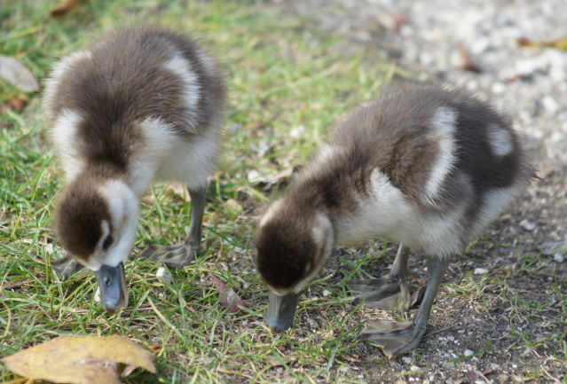 Nilgans  - Fritz Liechti