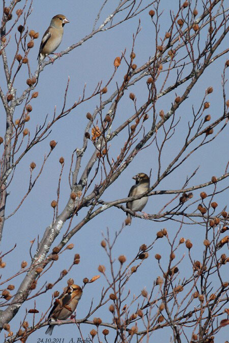 Grosbec casse-noyaux  - Berlie Arlette