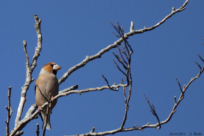 Grosbec casse-noyaux  - Berlie Arlette