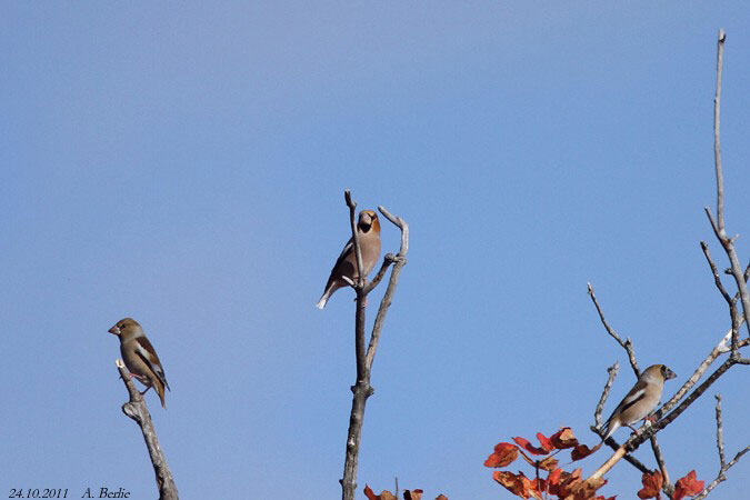 Grosbec casse-noyaux  - Berlie Arlette