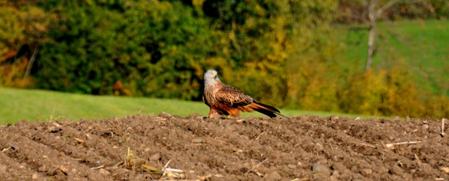 Milan royal  - Andy Stankowski