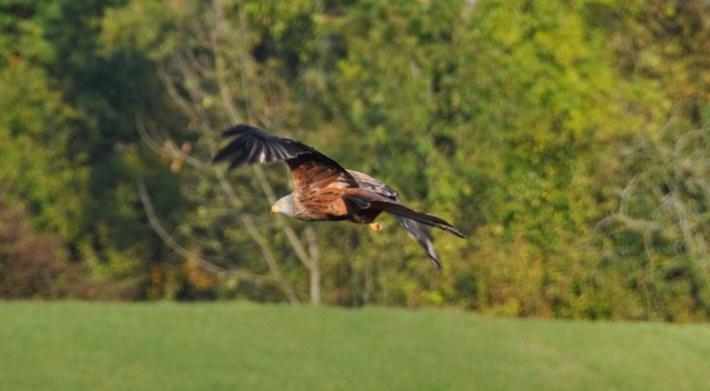 Milan royal  - Andy Stankowski