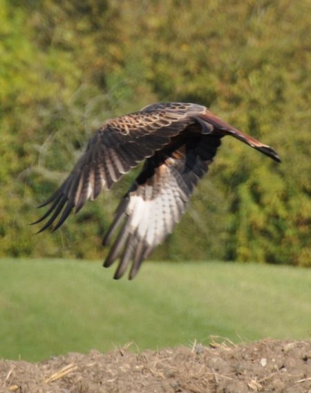 Milan royal  - Andy Stankowski