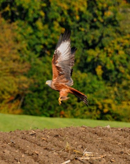 Milan royal  - Andy Stankowski