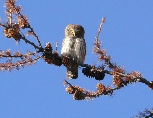 Chevêchette d'Europe  - Dario Crinari