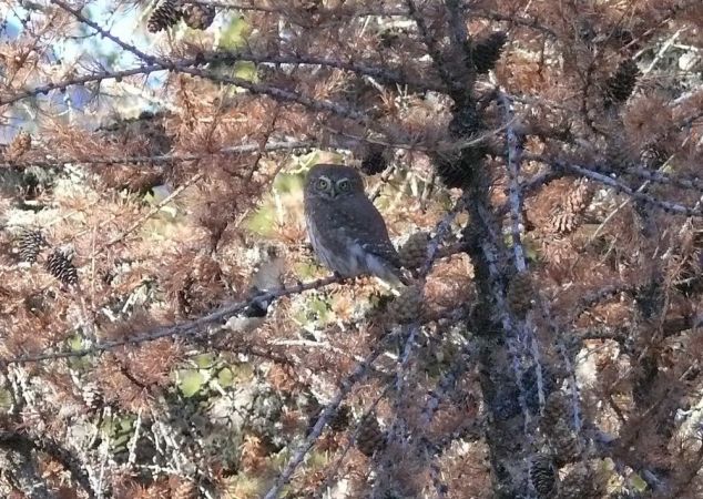 Chevêchette d'Europe  - Dario Crinari