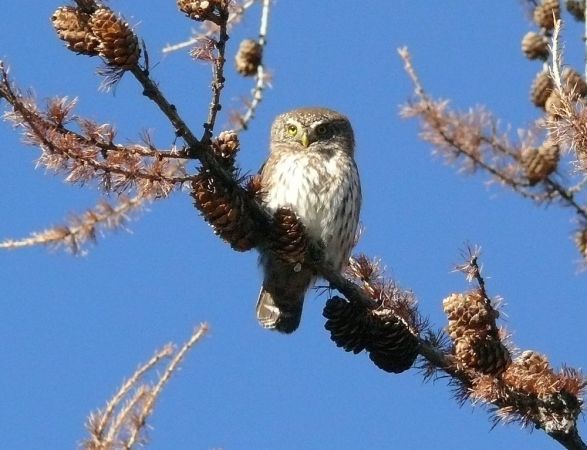 Chevêchette d'Europe  - Dario Crinari