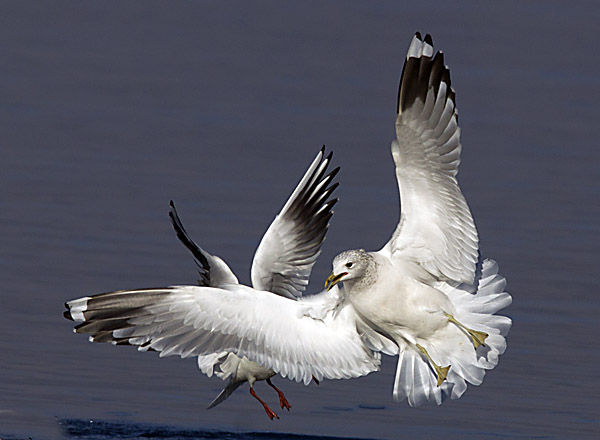 Goéland cendré  - Beat Walser