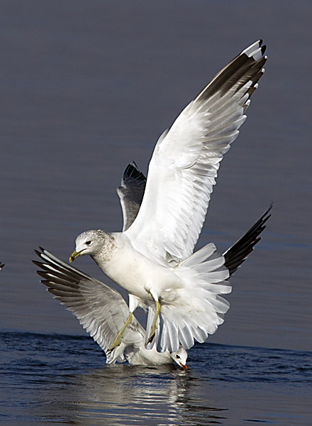 Goéland cendré  - Beat Walser