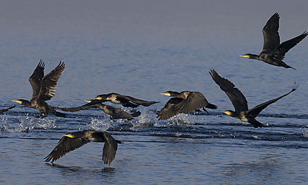 Grand Cormoran  - Beat Walser