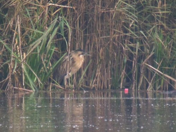 Eurasian Bittern  - Daniel Stenz