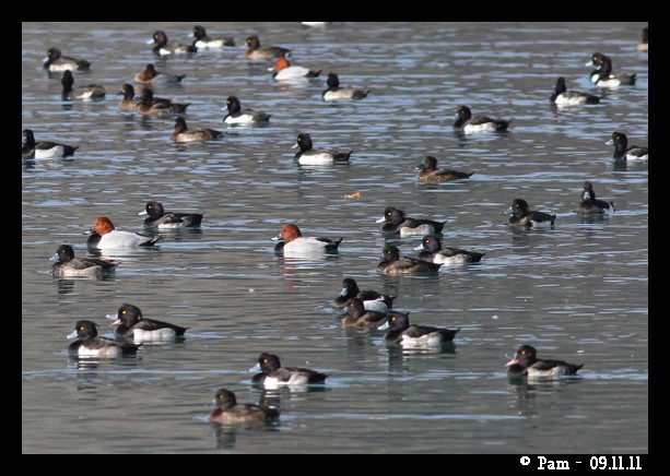 Tufted Duck  - Patricia Marmeys Fatton