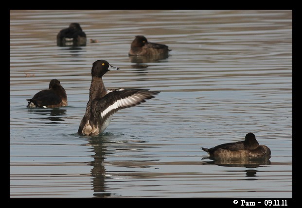 Fuligule morillon  - Patricia Marmeys Fatton