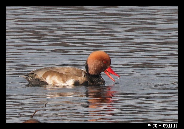 Nette rousse  - Patricia Marmeys Fatton