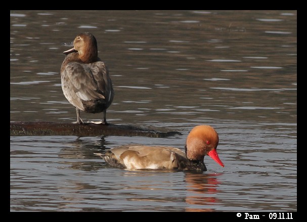 Nette rousse  - Patricia Marmeys Fatton