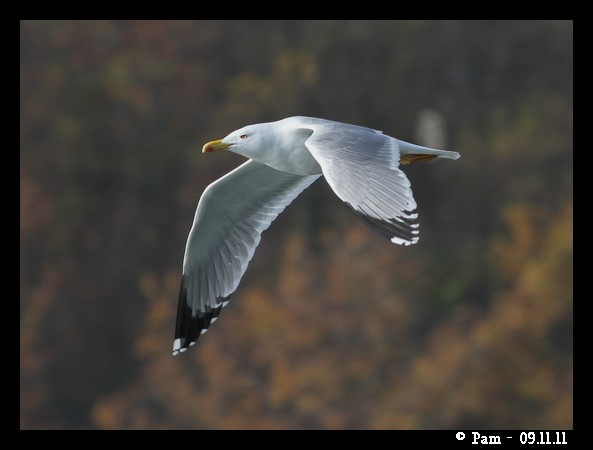 Gabbiano reale  - Patricia Marmeys Fatton