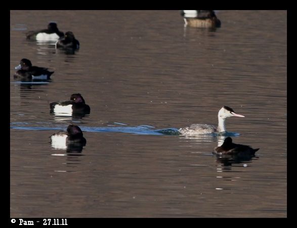 Grèbe huppé  - Patricia Marmeys Fatton