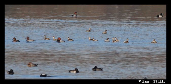 Grèbe castagneux  - Patricia Marmeys Fatton