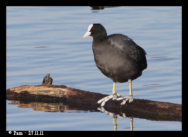 Foulque macroule  - Patricia Marmeys Fatton