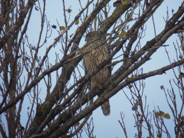 Autour des palombes  - Lolo Frei