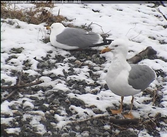 Yellow-legged Gull  - Kurt Anderegg